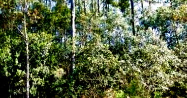 Terreno de 877,42m² em Eldorado do Sul - Oportunidade Única!