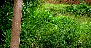 Terreno Urbano Desocupado de 450m² em Porto Vitória/PR