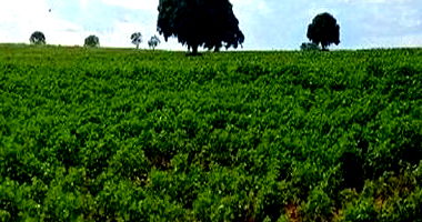 Imóvel Rural com Plantação de Algodão em Santa Cruz de Monte Castelo/PR