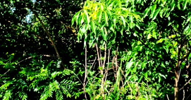 5 Terrenos em Guarapari/ES