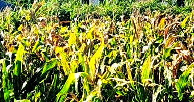 Lote Urbano Número 07 em São José do Cedro - SC