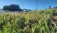 Lote Urbano Número 07 em São José do Cedro - SC