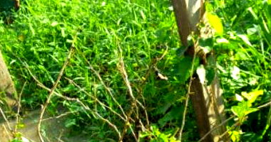 Casa de Madeira com 2 Pavimentos em Barreirinha/AM