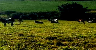 Área Rural com 38,25 hectares e Benfeitorias