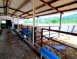Imóvel rural Umburanas com 76,37 hectares e 2 casas em Sertânia-PE