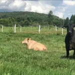 Gleba de terras ampla em Cabo De Santo Agostinho, terreno ideal para investimento