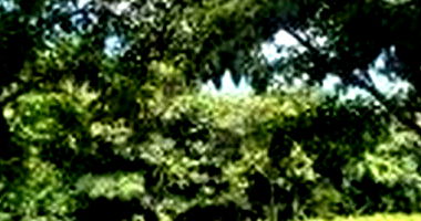 Terreno amplo sem área privativa, sem quartos e banheiros