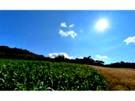 Sítio Rural com 12,50 Hectares em Jaboticaba/RS