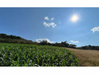Sítio Rural com 12,50 Hectares em Jaboticaba/RS