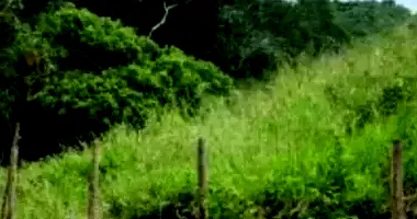 Terreno em leilão com 4.500m² em Armação dos Búzios/RJ