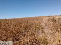 Fazenda Bonita - 306 ha - Ocupada - Zona Rural