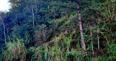 Lote Urbano em Mondaí/SC com 5.000m²