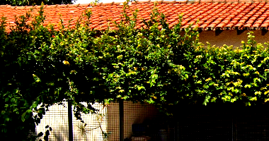 Casa com 387,18 m² em Parque São Quirino