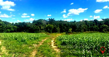 Fazenda Santa Rosa com 71,45 Ha em Ipameri/GO