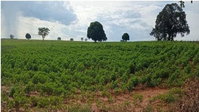 Imóvel Rural com Plantação de Algodão em Santa Cruz de Monte Castelo/PR