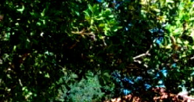 Fazenda Bacaba em Paranã/TO - 930 Alqueires