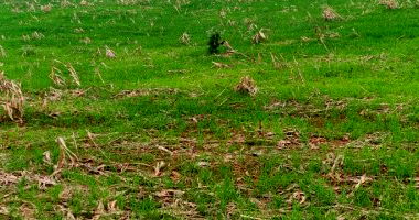 Terreno Rural com 24.932,5m² em Erechim/RS, sem benfeitorias