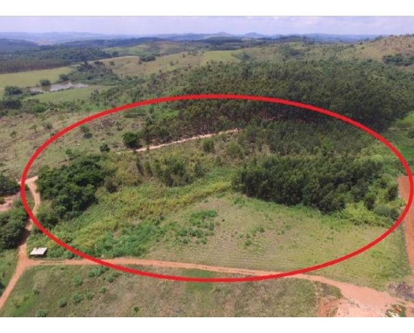 Área Rural para Cultivo de Eucalipto em Itobi/SP