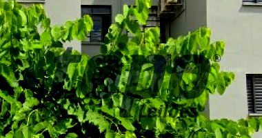 Apartamento com Vaga Residencial Daniele