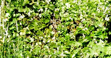 Terreno com 360m² no Jardim Vale Verde em Londrina/PR