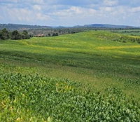 Fazenda Santo Antônio das Veredas - 183,12 ha - Agrícola e Pecuária