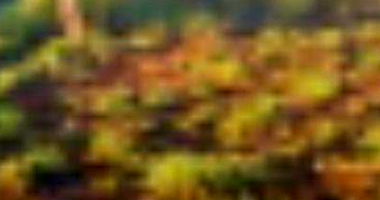 Terreno Urbano 1000m² em Caldas Novas - Lote 23 Quadra 195