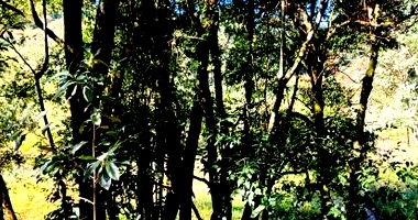 Lote Rural com 7.250m² em Francisco Beltrão/PR