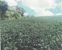 Imóvel Rural com Área Total de 41.291,25 m² em Cantagalo/PR