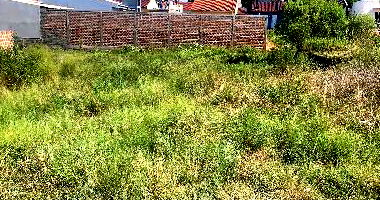 Terreno em Pinheiro Machado - Centro, 131 m²