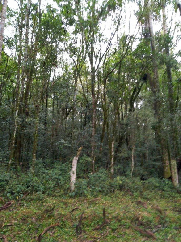 Terreno em Rebouças - Ampla Área para Pastagem