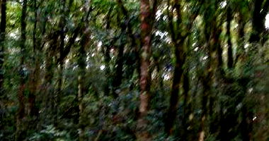 Terreno em Rebouças - Ampla Área para Pastagem