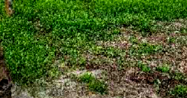 Terreno Rural em Brasnorte - MT