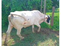 Lote com 06 Vacas Leiteiras - 09 a 10 anos