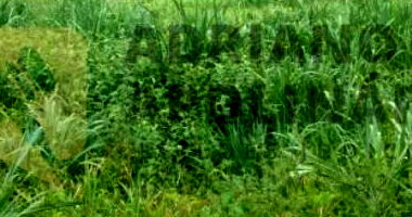 Fazenda Mucambo com 159,76 hectares