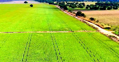 Fazenda Mosquito rural com 335 hectares, sede e benfeitorias