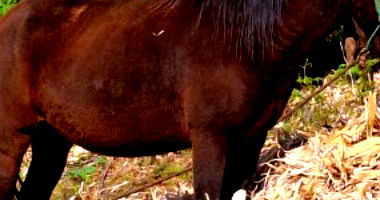 Égua Crioulo de 6 anos em bom estado