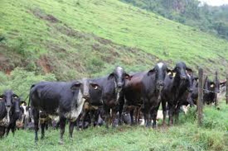 3 Cabeças de Gado - Oportunidade Única na Zona Rural
