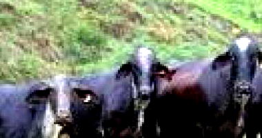3 Cabeças de Gado - Oportunidade Única na Zona Rural