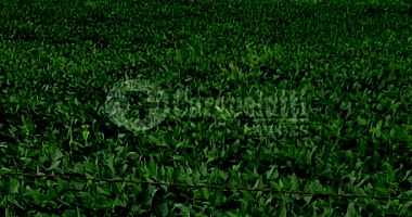 1,3ha em Rincão dos Vieiras, Senador Salgado Filho/RS