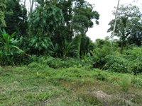 Terreno Rural com 308,46ha em Antonina/PR