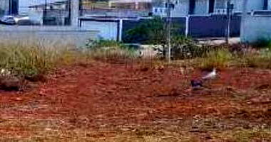 Terreno com 295m2 em Guarulhos/SP