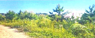 Áreas Rurais com Pinus e Eucalipto em Campo Largo/PR