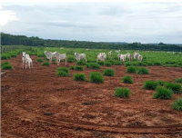 Imóvel Rural com 25 HA em Porto dos Gaúchos/MT