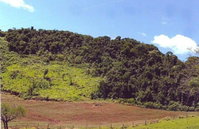 Terreno rural 10,8963 ha em Manoel Ribas/PR - Lote 15