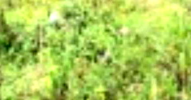 Terreno 146,55m² no Loteamento Vivari - Ocupado