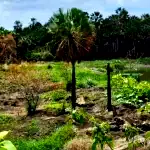 Sítio com área total de 165.731 m², terreno amplo e oportunidade única