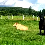 Área de Terras no Morro Santa Maria