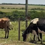 Imóvel Rural Arraial com 102.3 Hectares em Carnaubais/RN