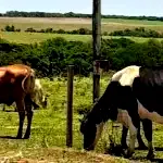 Imóvel Rural Arraial com 102.3 Hectares em Carnaubais/RN
