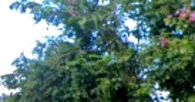 Apartamento Ocupado no Residencial Morada do Bosque